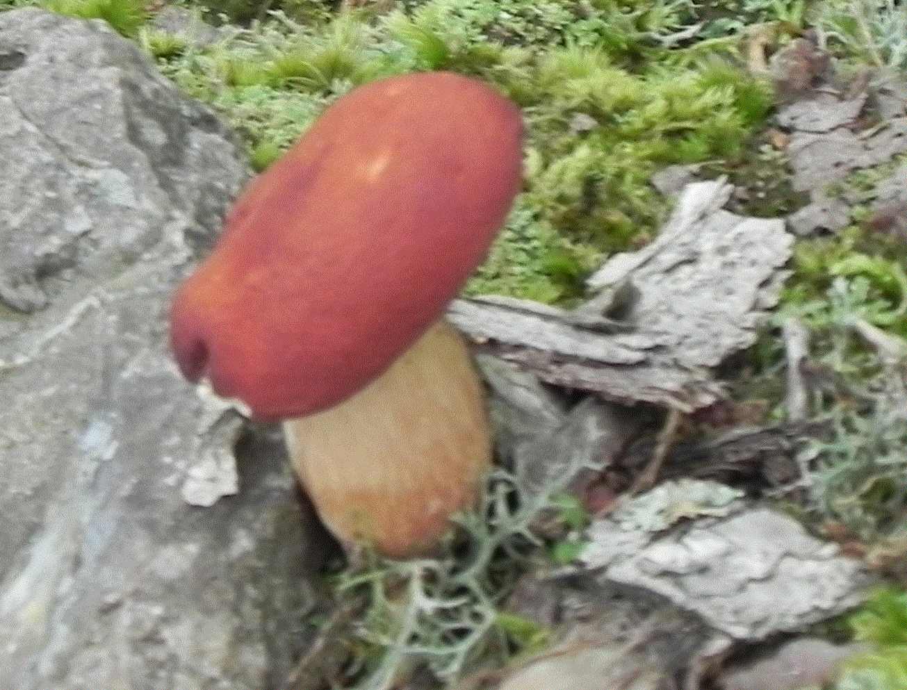 Attached picture mushroom 2.gif